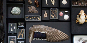 Animal bones and artifacts in open black boxes.