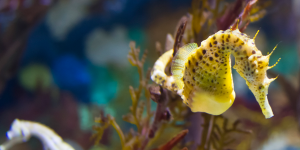 A yellow seahorse.