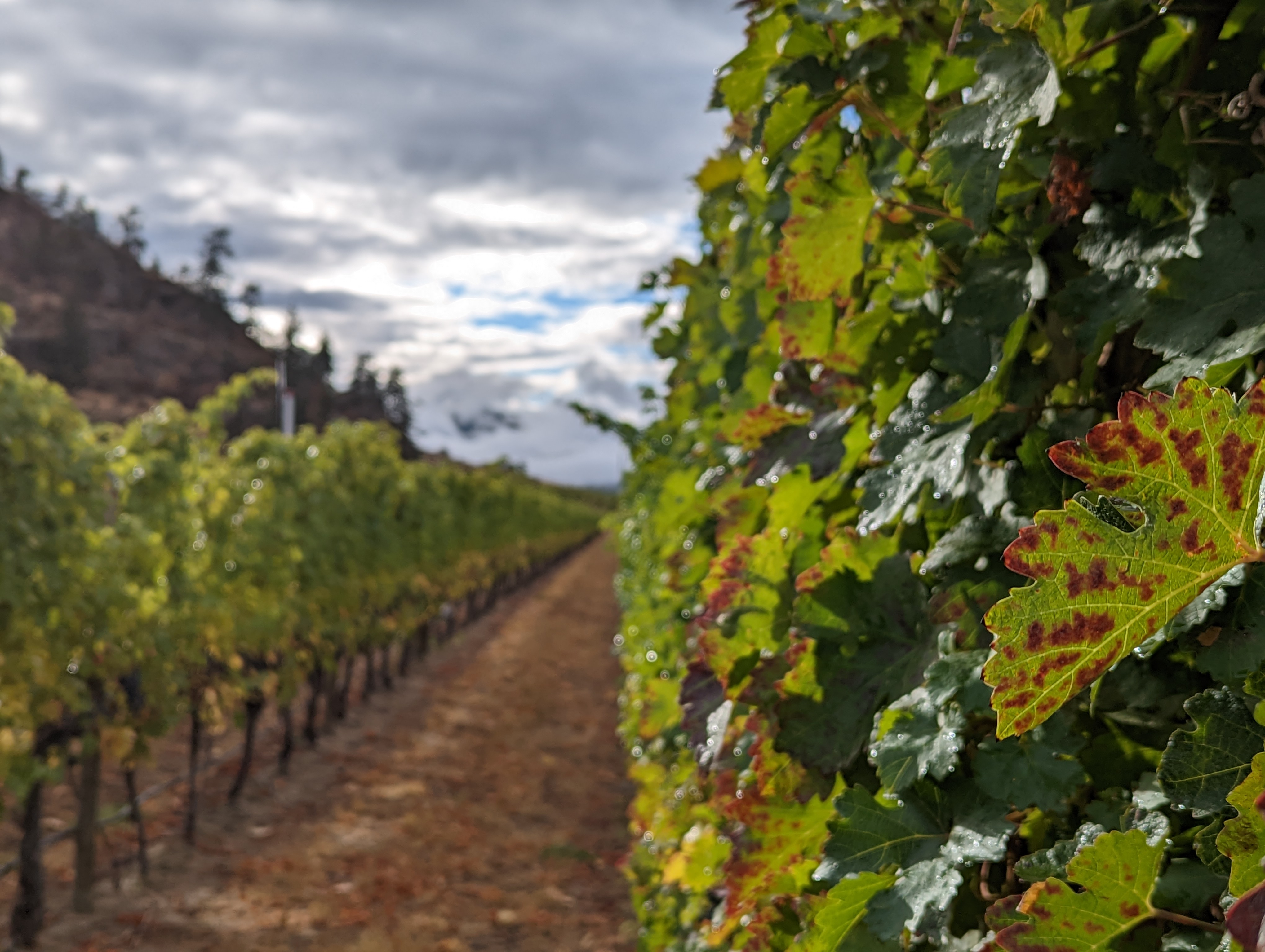 Vineyard