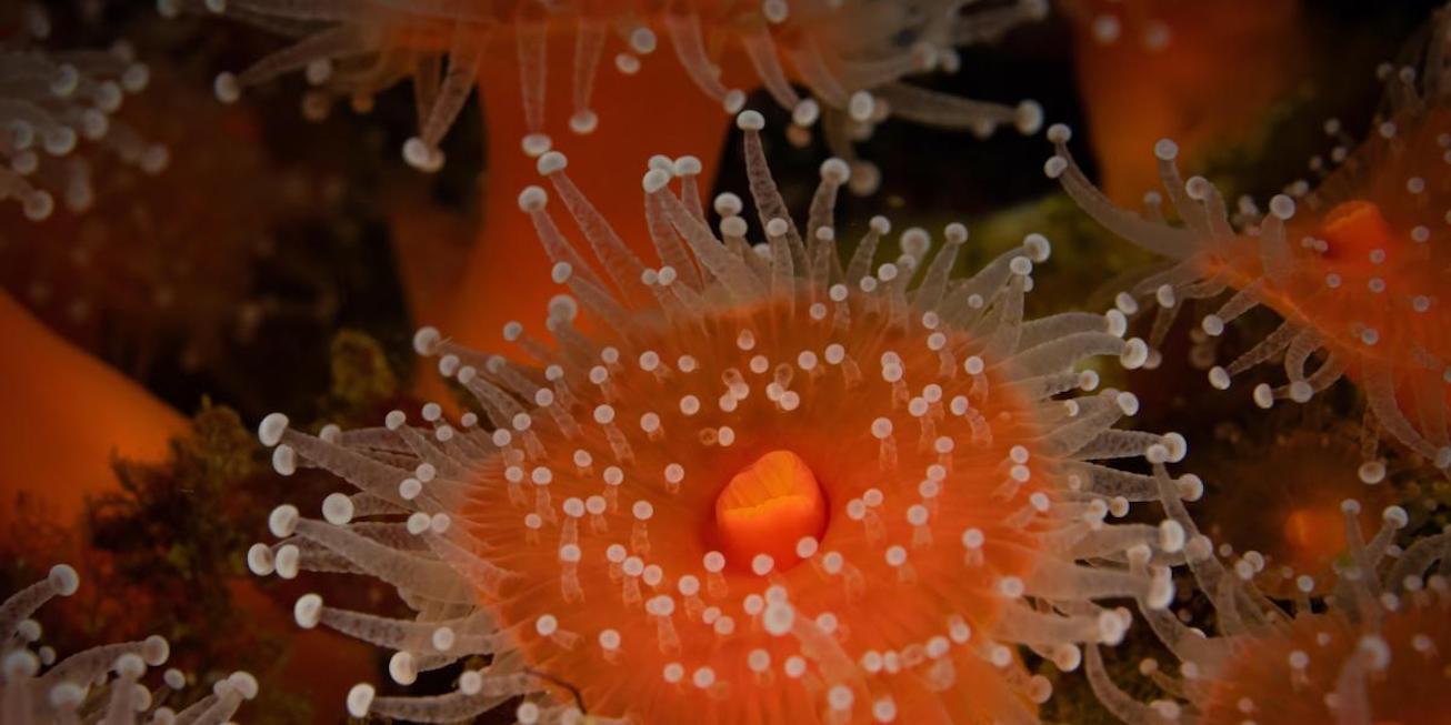 C. californica coral