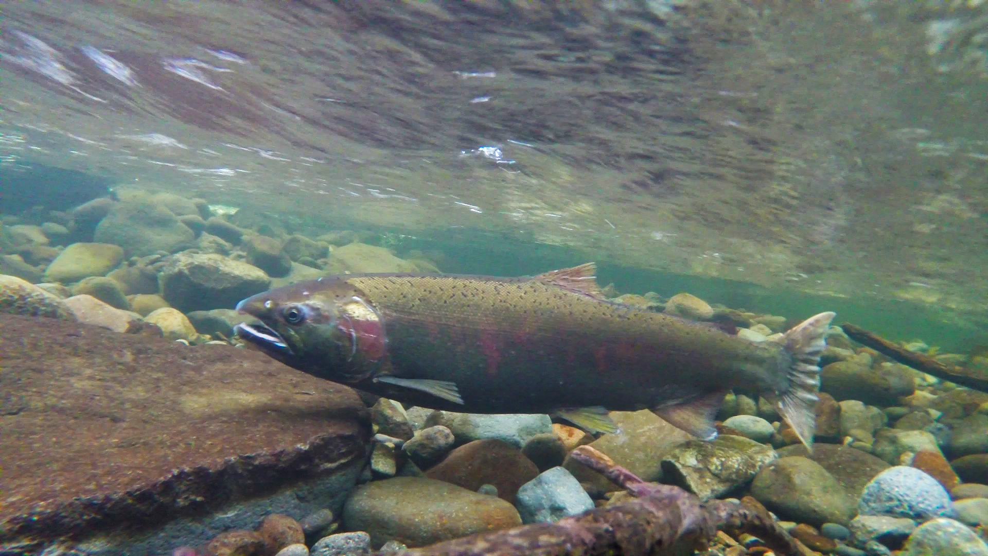 Salmon
