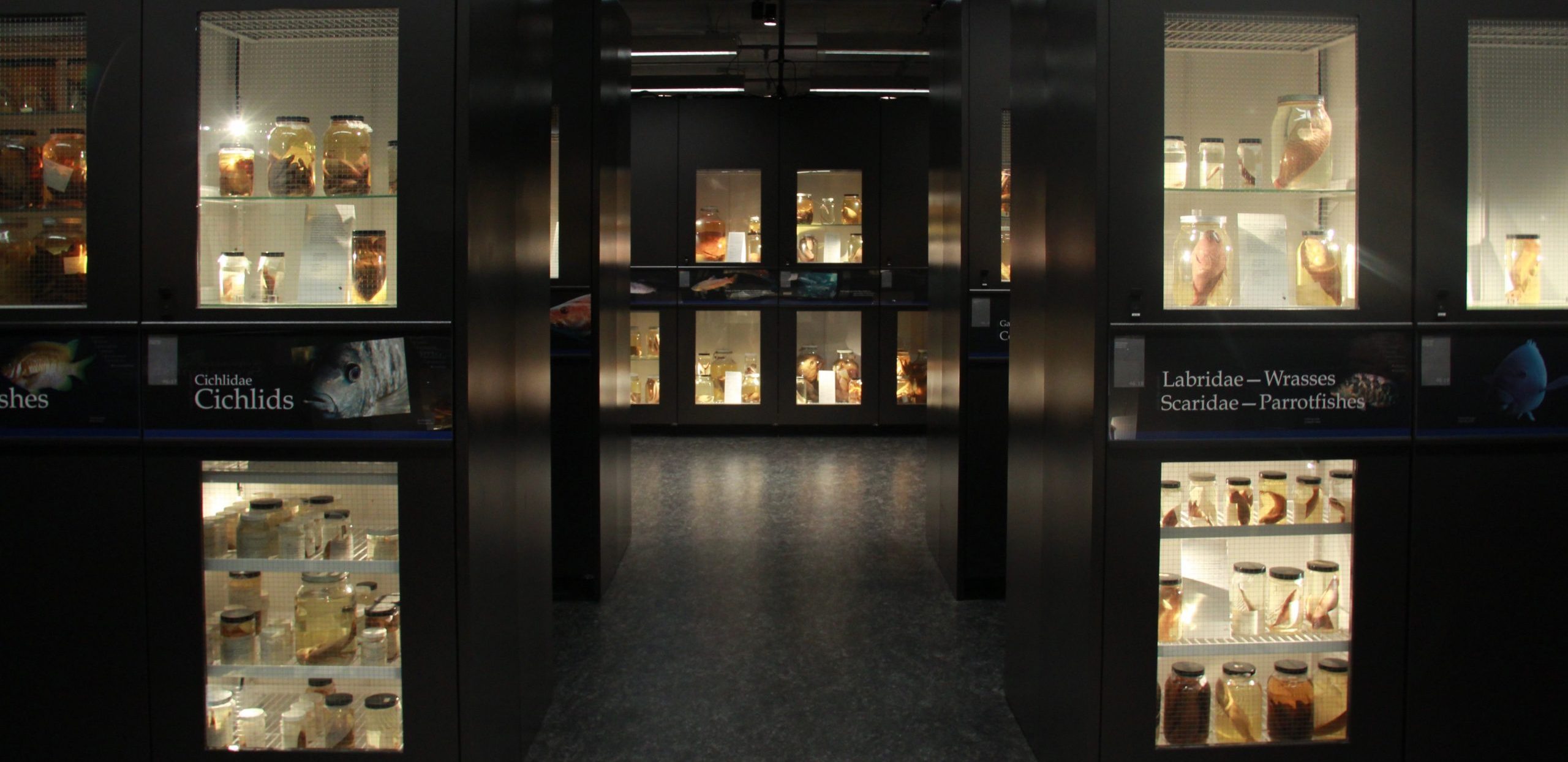 Beaty Museum