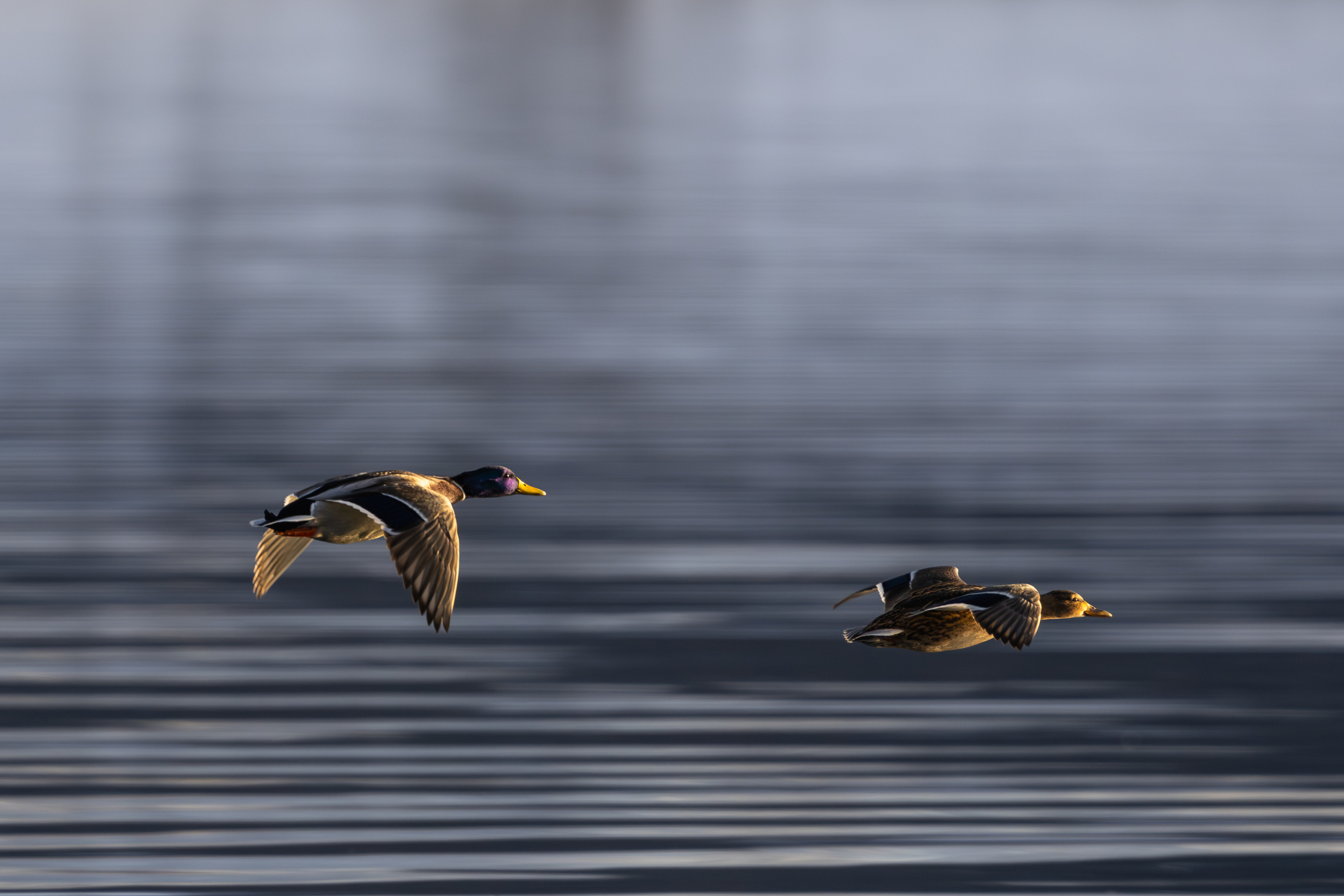 A mallard couple flying over the ocean, ripples in the water below, high details, bokeh background