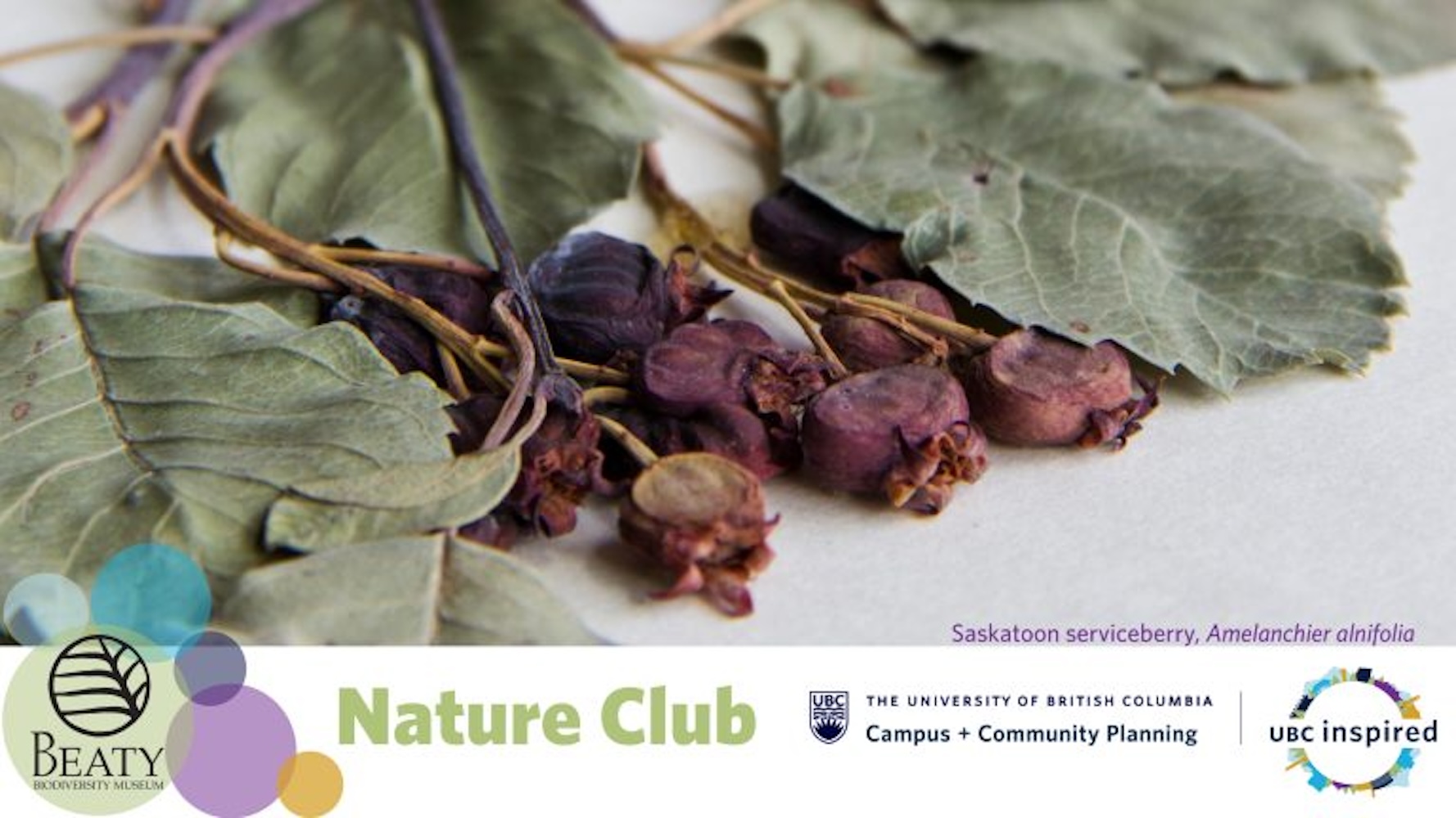 Nature club photo of dried roses
