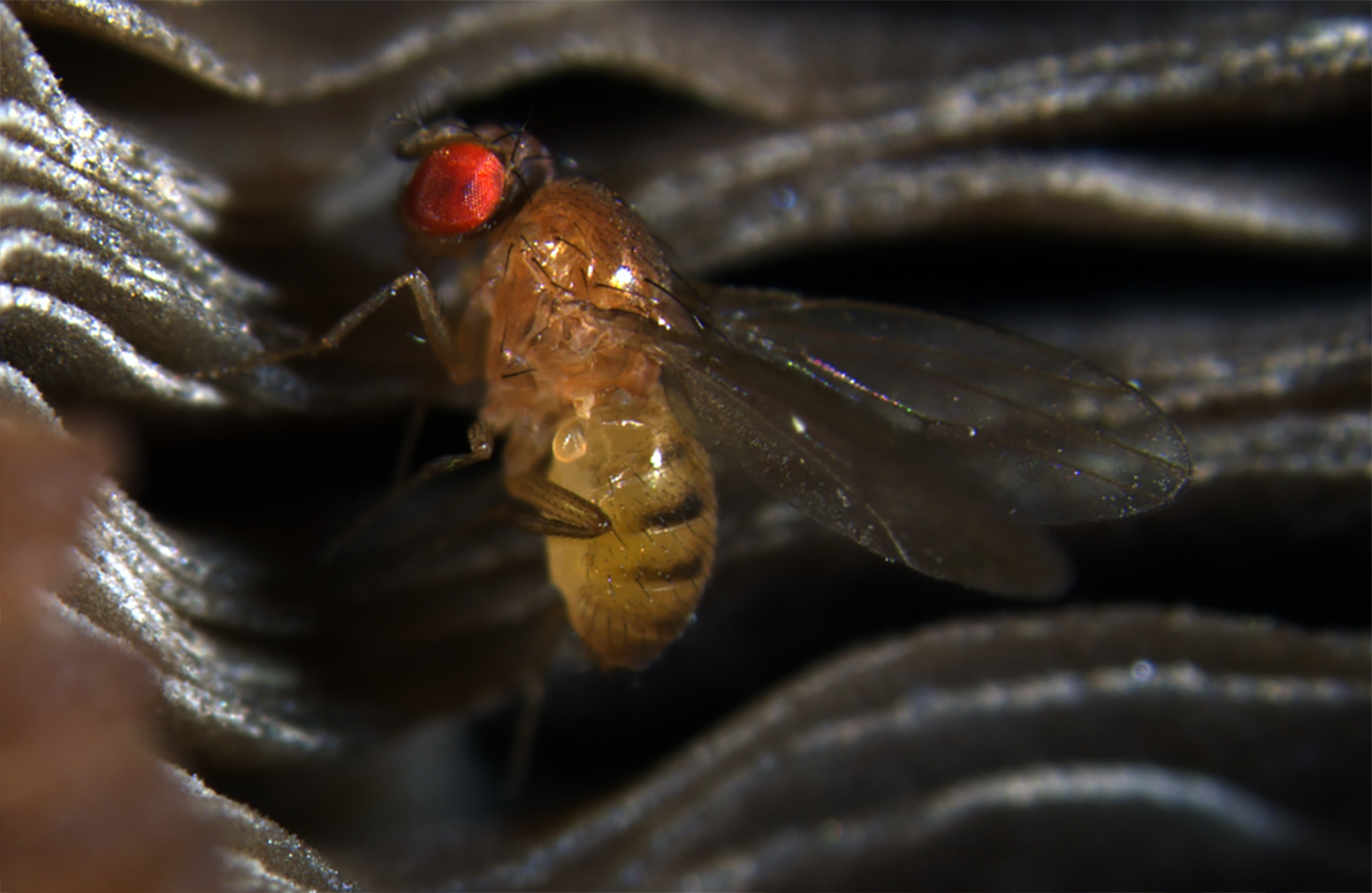 Drosophila Testacea