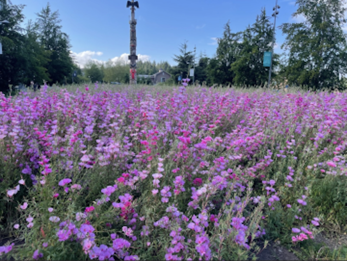 A meadow of purple flowers