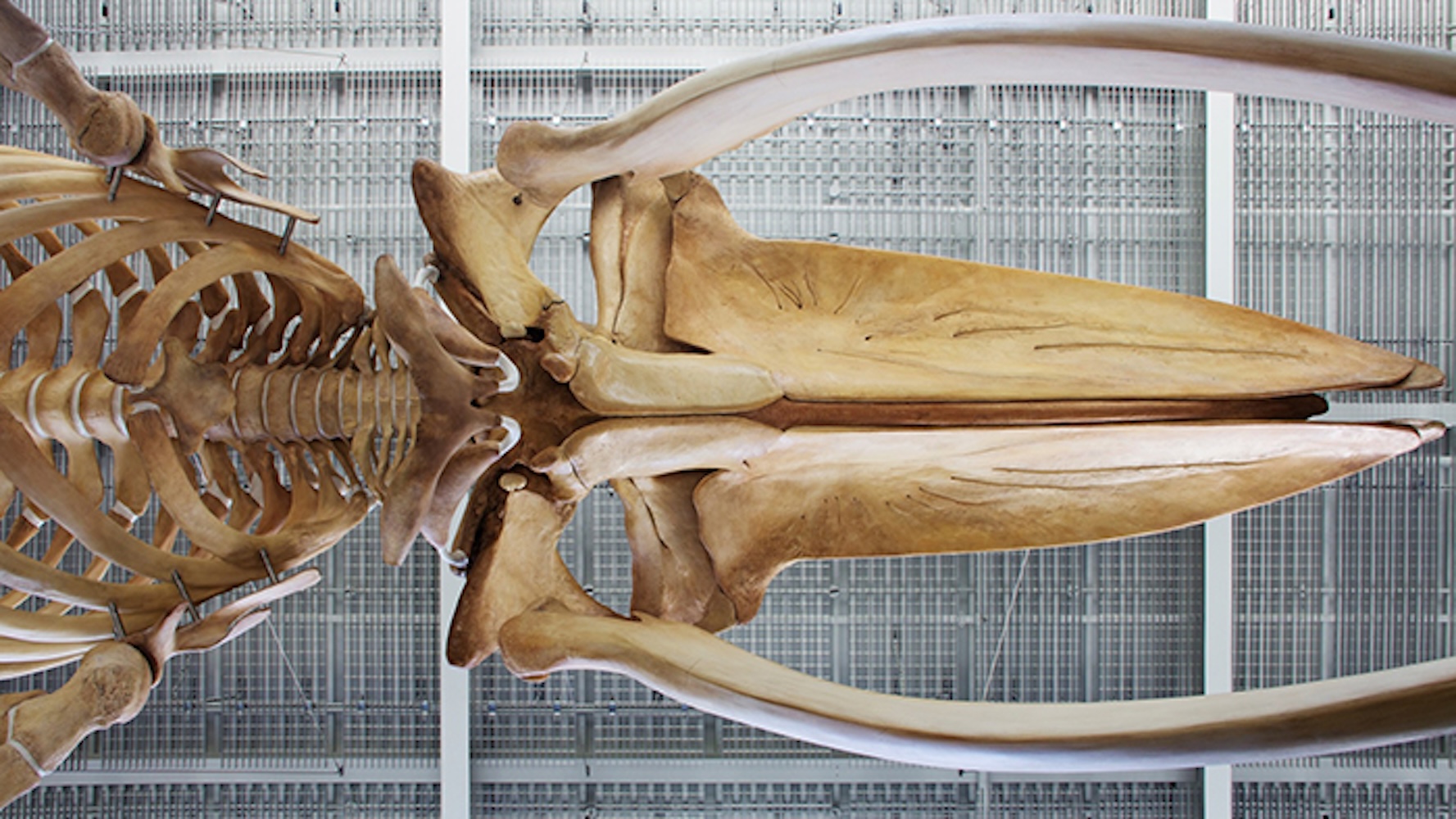 Whale skeleton 