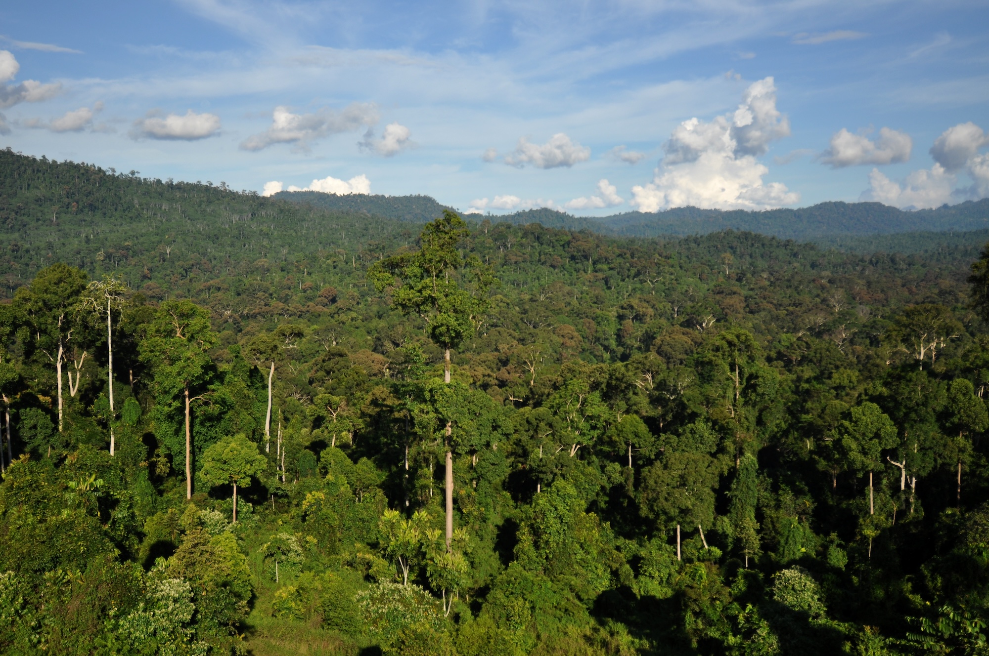 A forest of trees on a clear day with distant mountains in the background.
