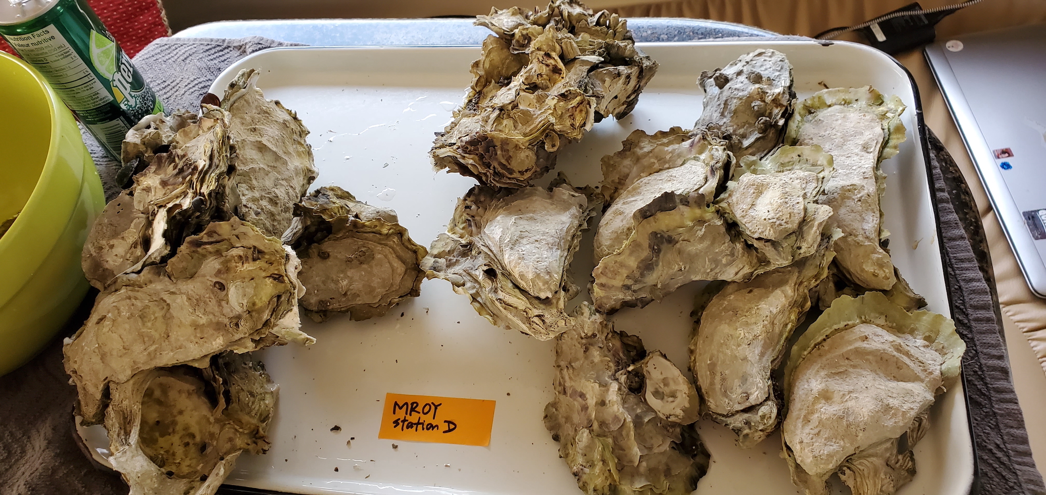 A tray of healthy wild oysters