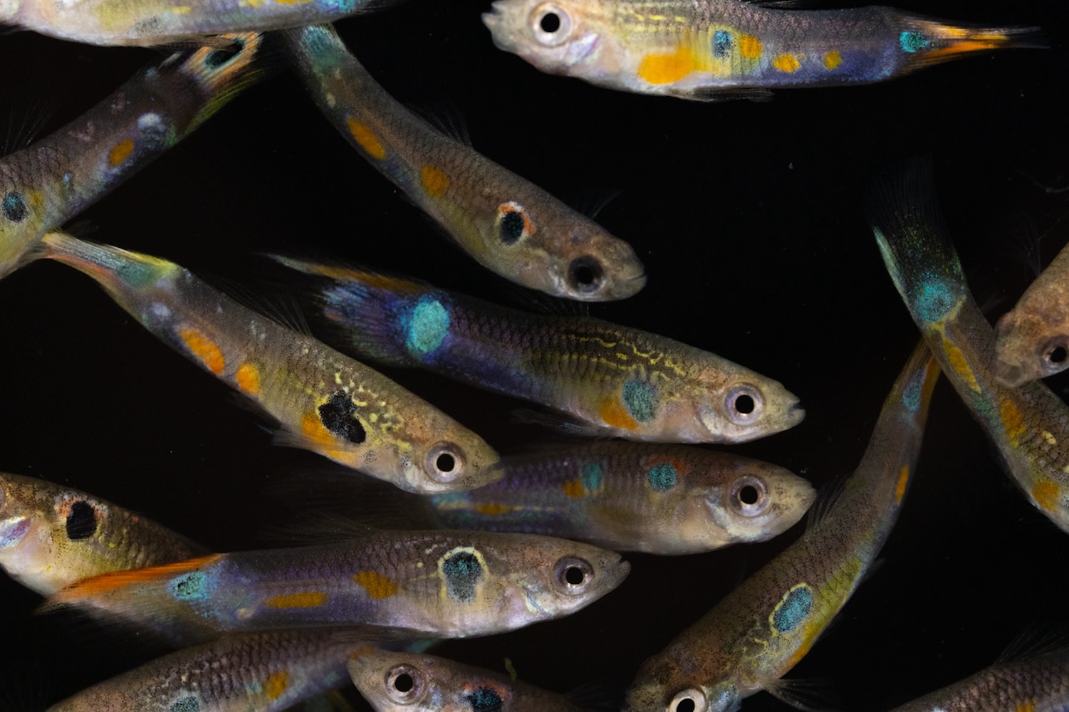 Male guppies