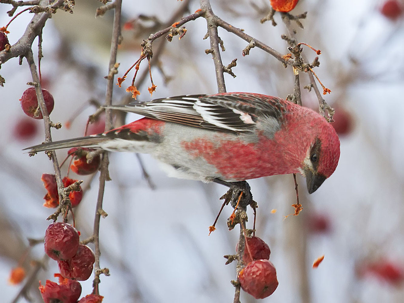 Pine Grosbeak, Pinicola enucleator, adult male