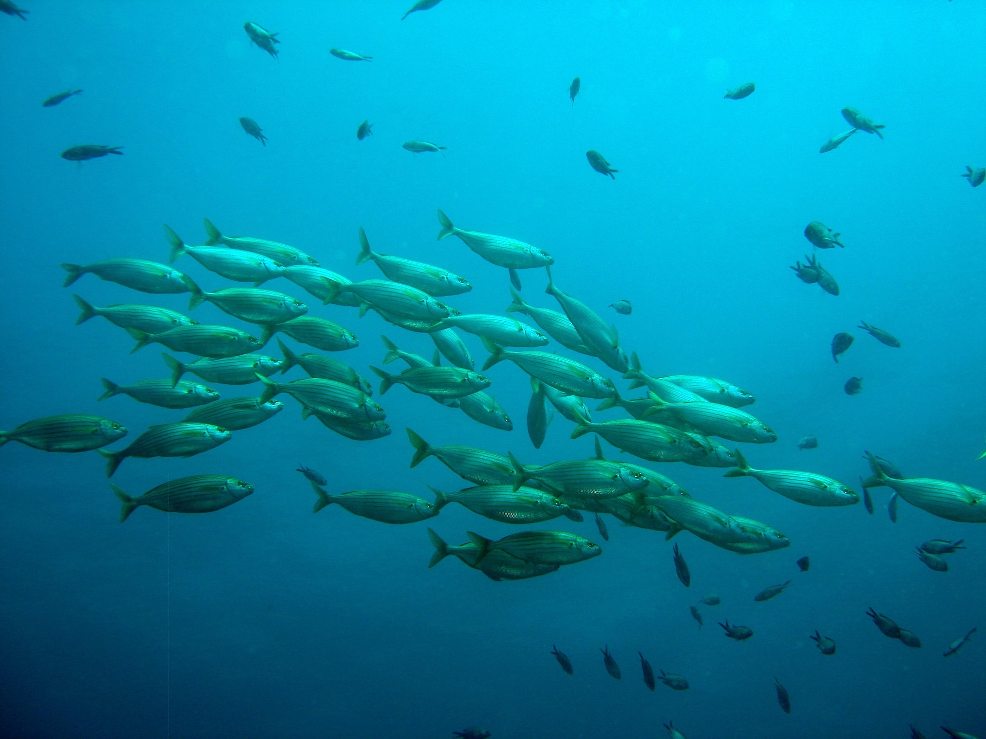 School of fish