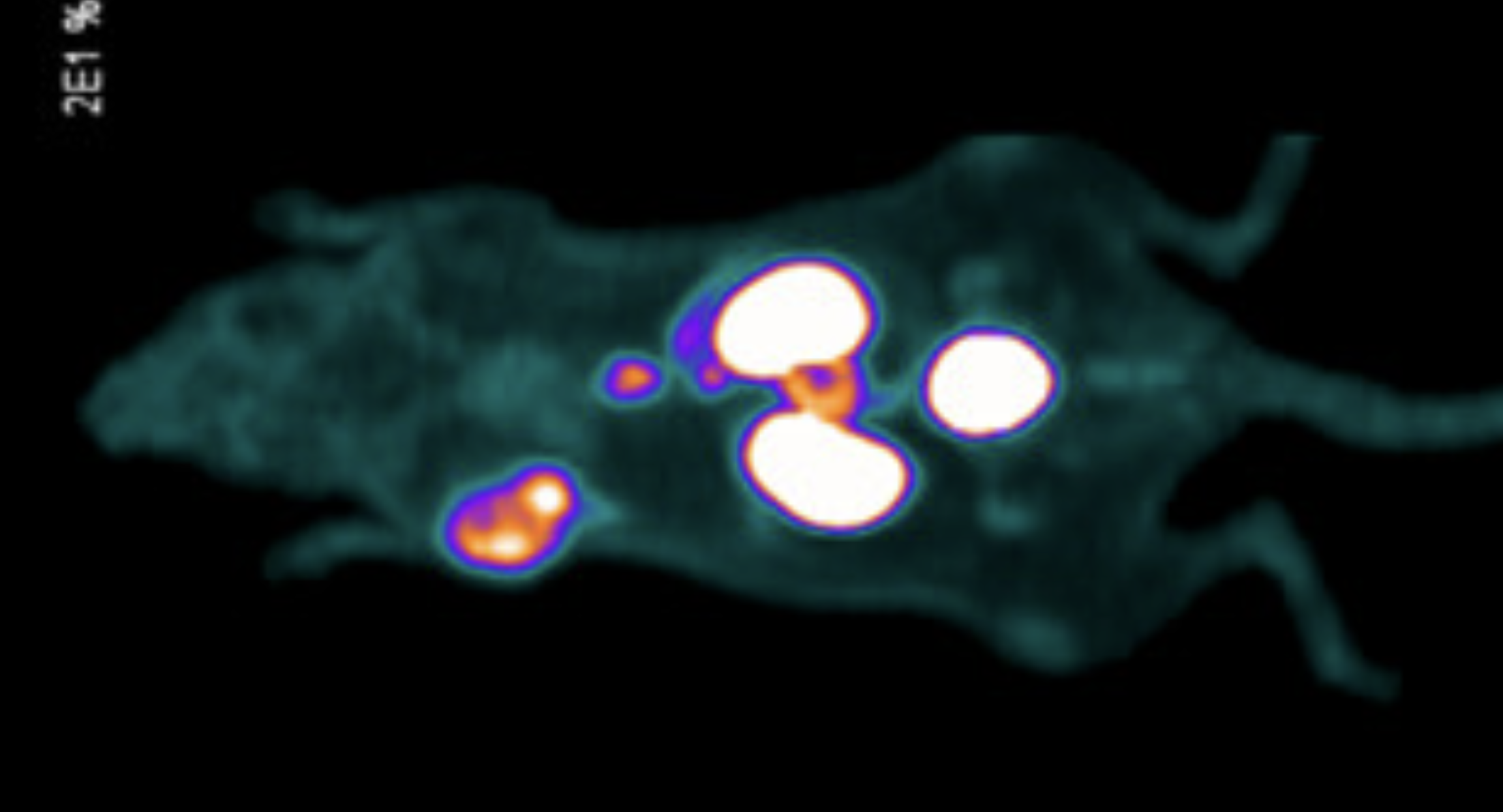 Scan of mouse