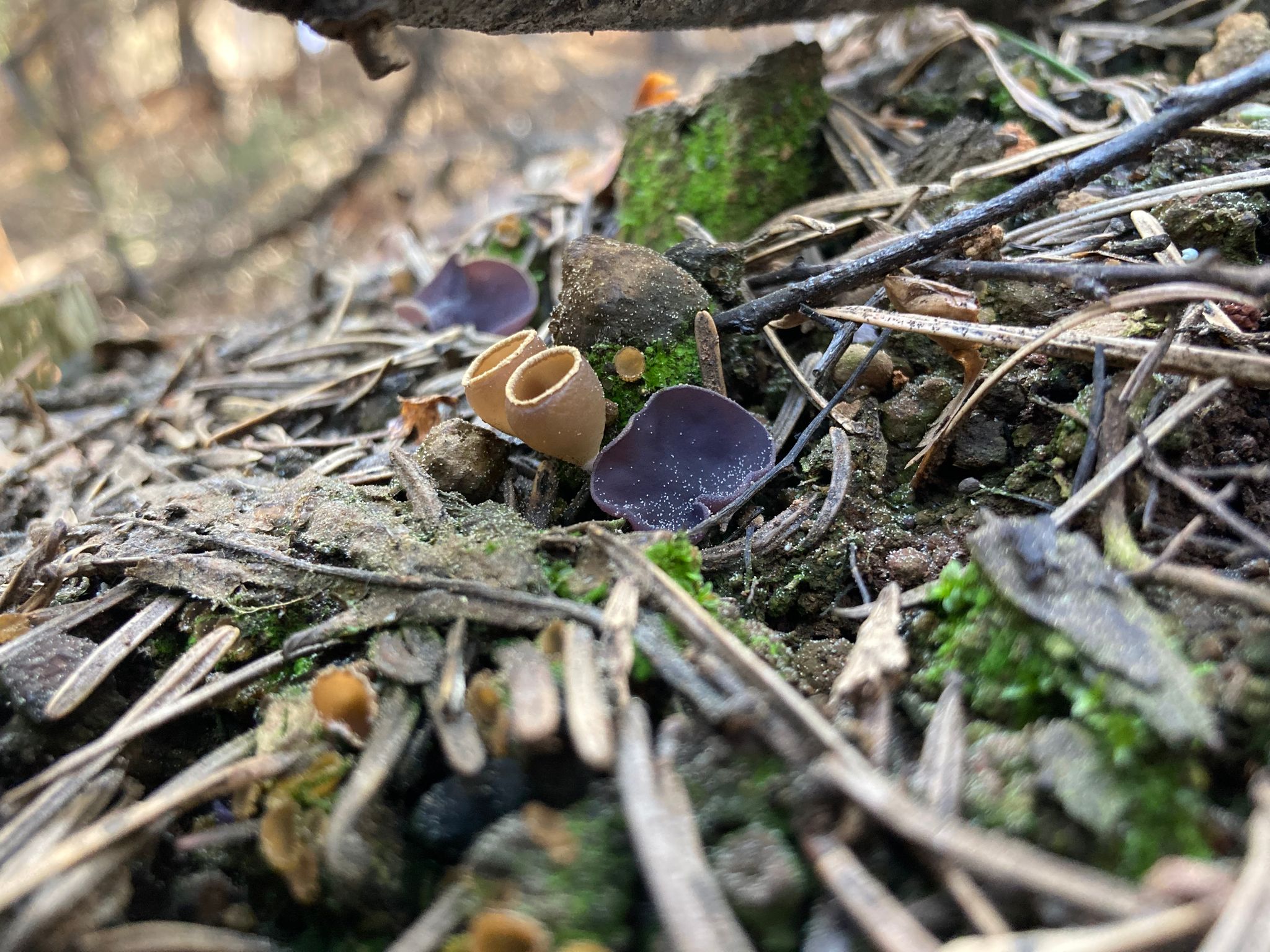 A photo of a mushroom with brown cups and white rims. 