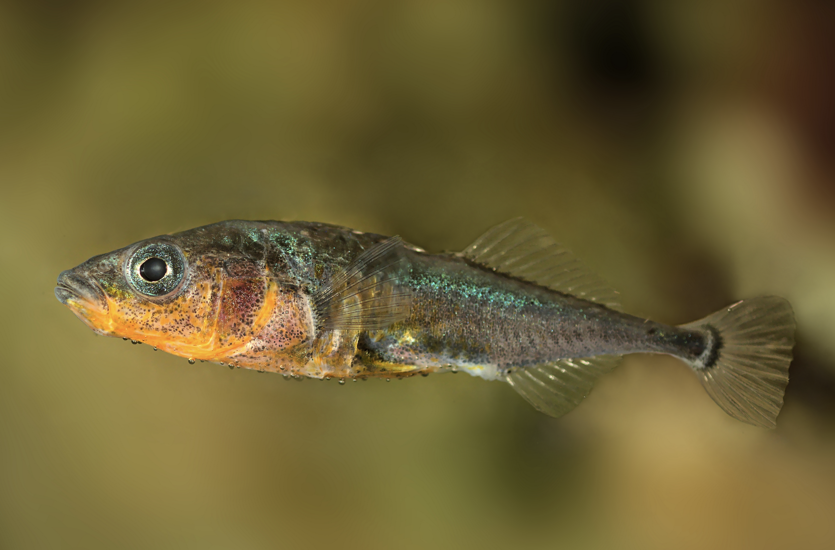 A stickleback fish