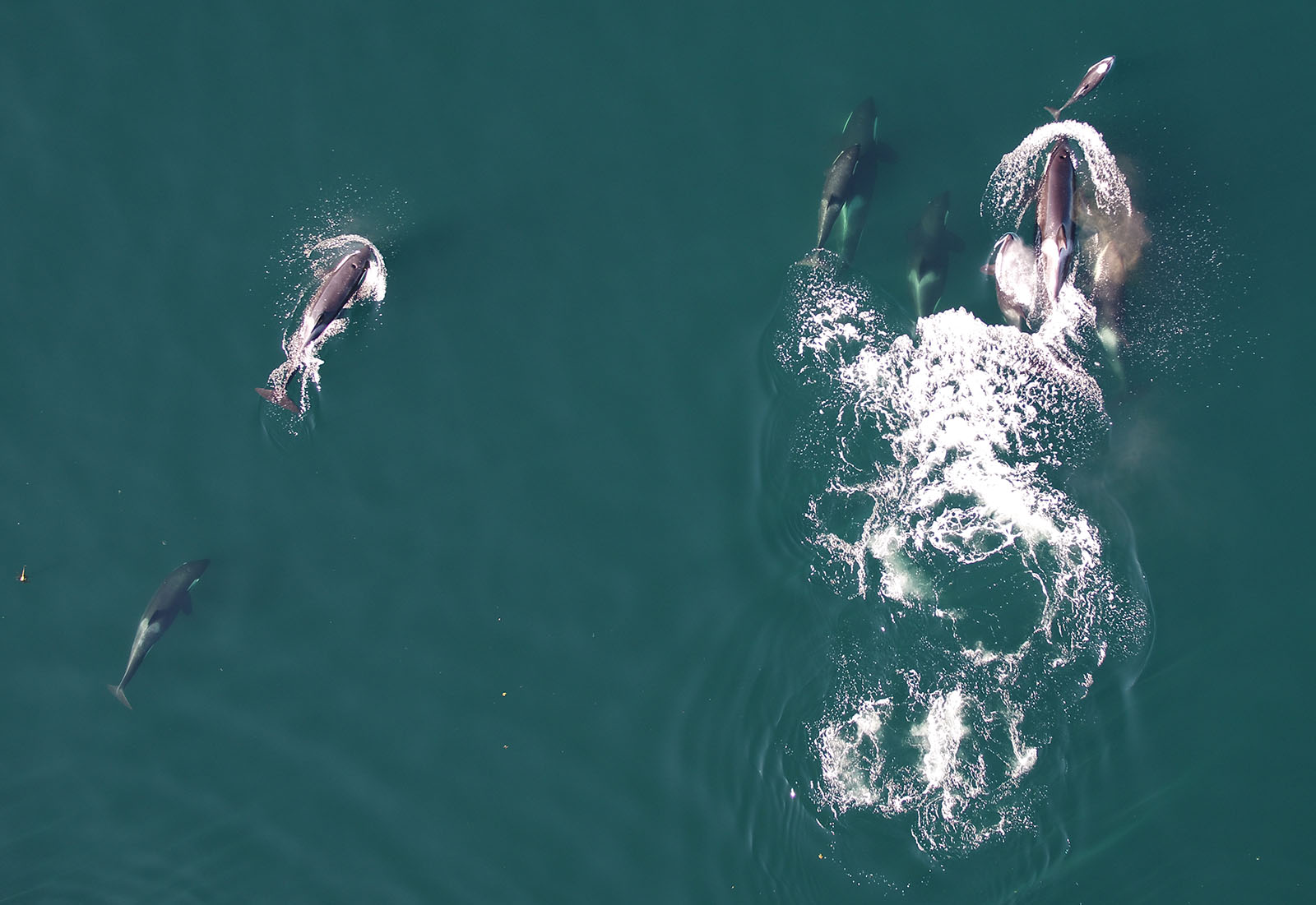 Dolphin with a pod of northern resident killer whales