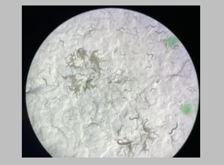 Caenorhabditis elegans mutants