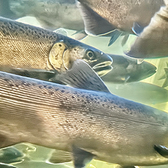 Salmon swimming.