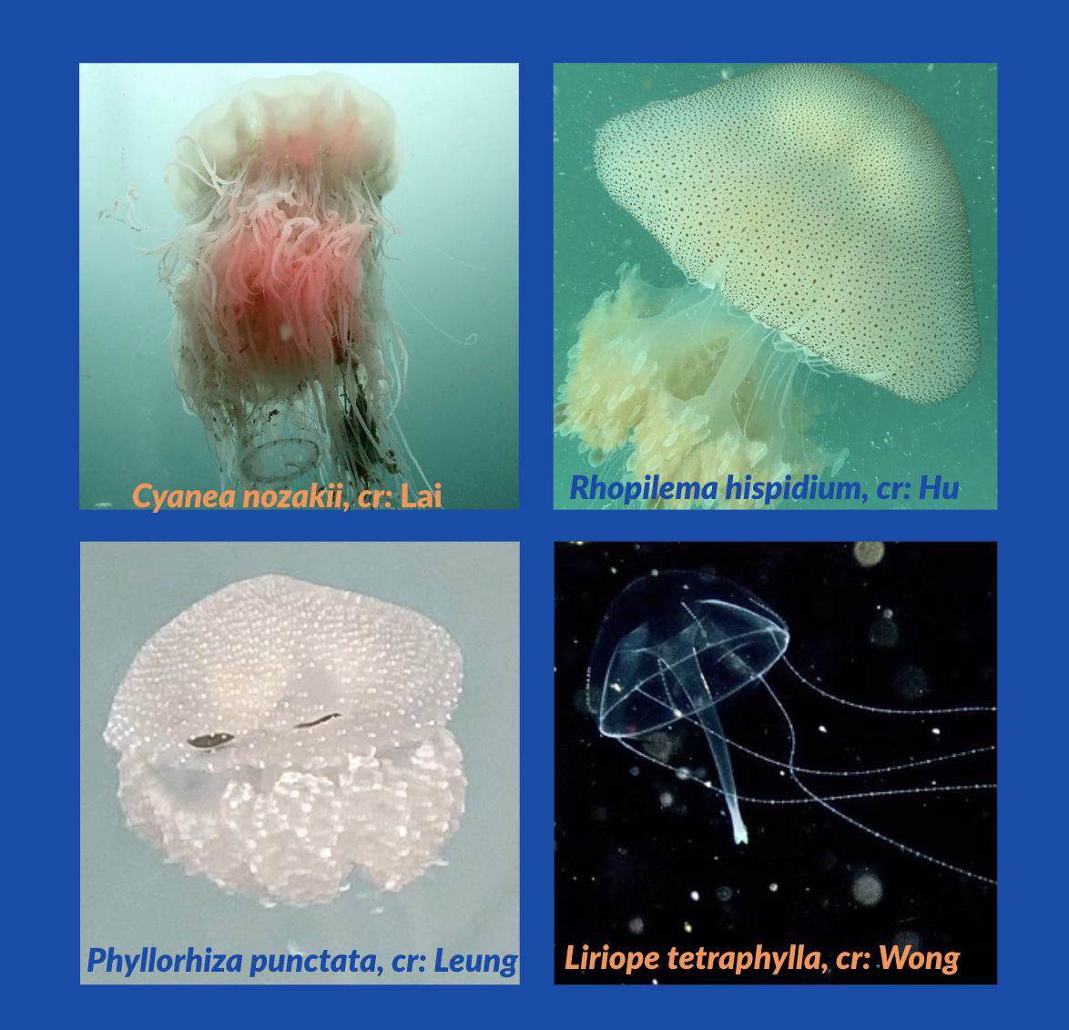 Four new species of jellyfish