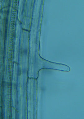Microscopic view of Arabidopsis thaliana