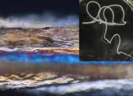 Microscopic view of cellulose-grafted polyrotaxane fiber