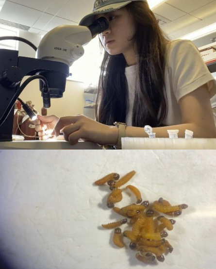 Eastern spruce budworm specimen