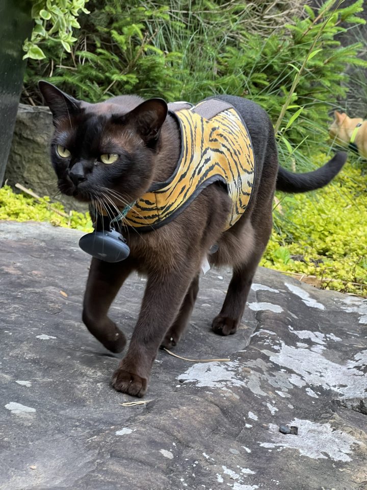 Black house cat wearing a harness