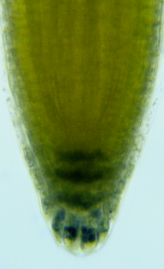 Microscopic view of Arabidopsis thaliana