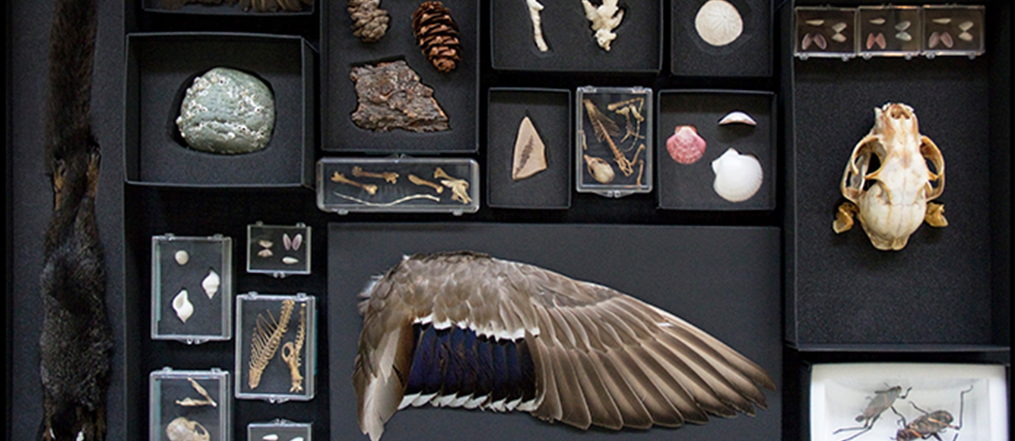 animal bones and artifacts in open individual black boxes.