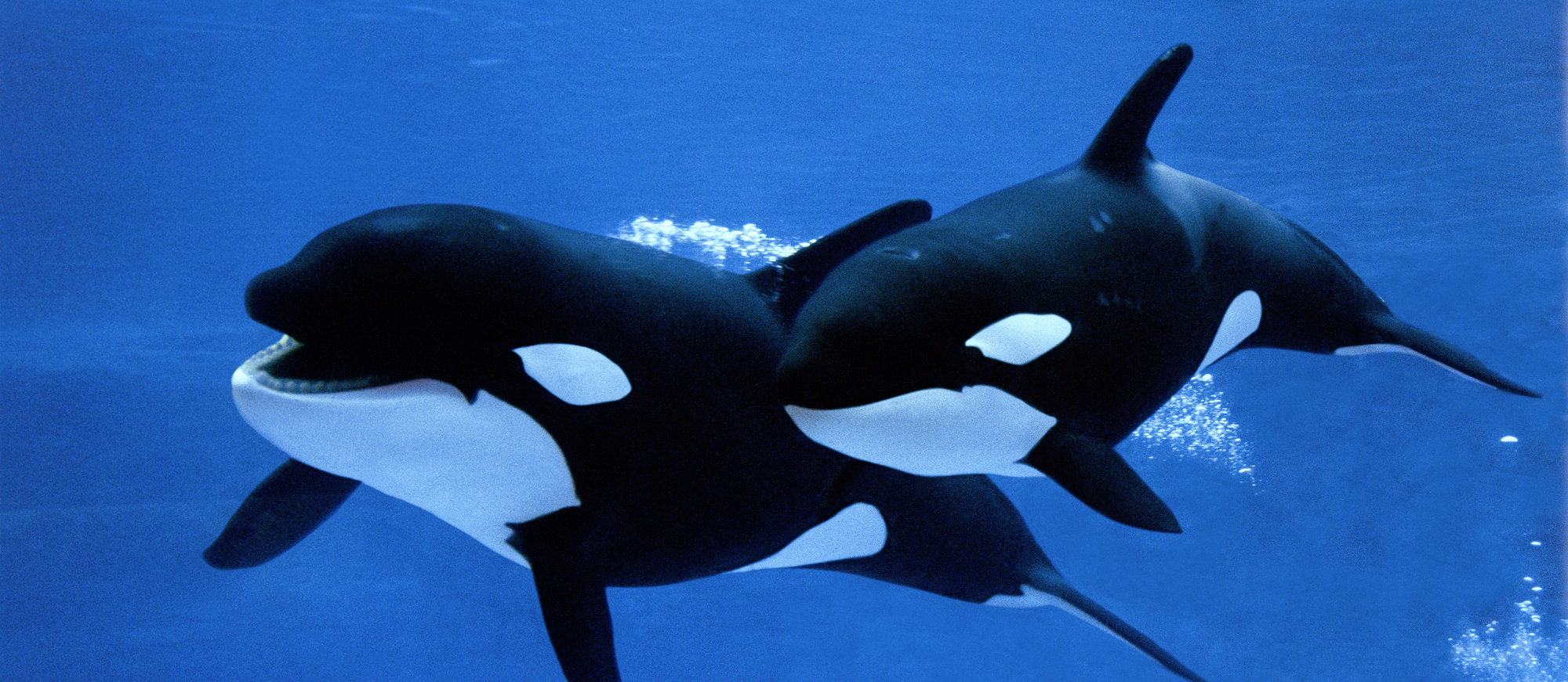 Two orcas swimming under water