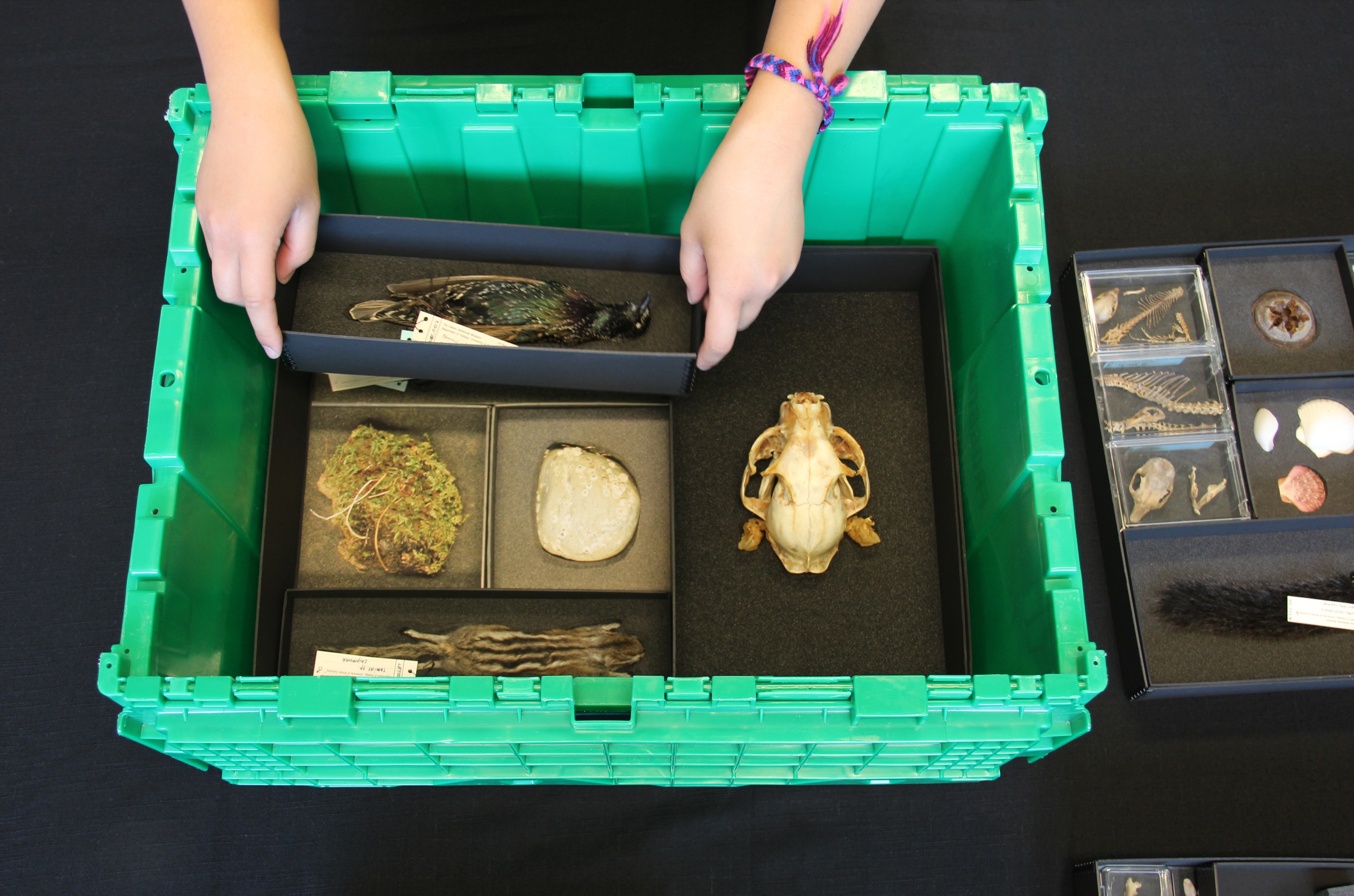 Hands opening a green container filled with smaller open black boxes of fossils and artifacts.