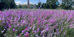 A meadow of purple flowers