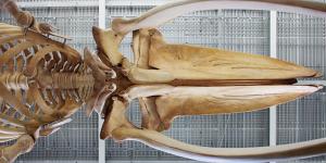 Whale skeleton 