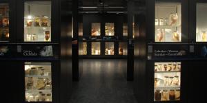 Beaty Museum cabinets at night.