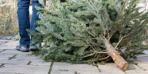 Image of a Christmas tree on the curb.
