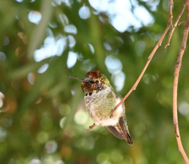 Perched juvenile male Anna’s hummingbird in San Francisco, CA.