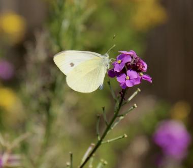 A Cabbage White butterfly rests on a flower.