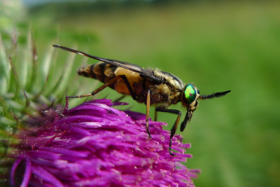 Horse-fly sideview