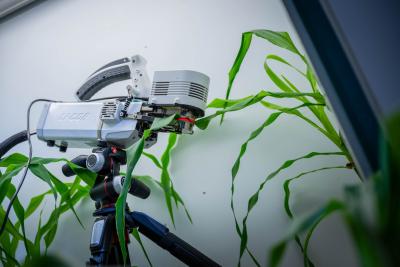A plant being scanned.