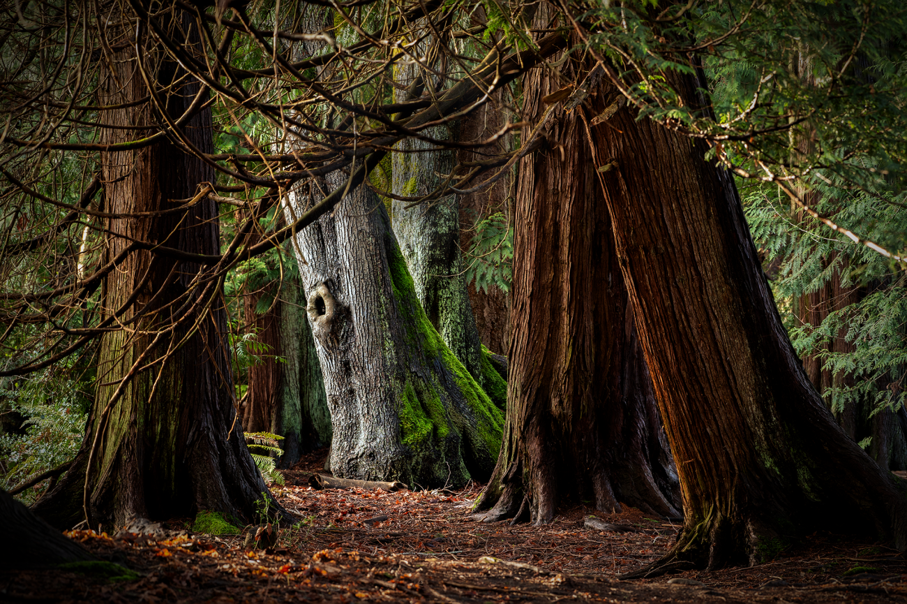 Two tree trunks in a forest.