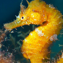 a yellow seahorse