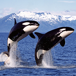 two orcas leaping out of the ocean