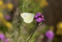 A Cabbage White butterfly rests on a flower.