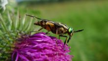 Horse-fly sideview