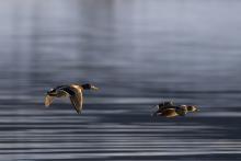 A mallard couple flying over the ocean, ripples in the water below, high details, bokeh background