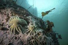 Pycnopodia in Burke Channel