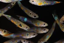 Male guppies