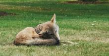 Kip the coyote on UBC Vancouver's campus. UBC Media Relations.