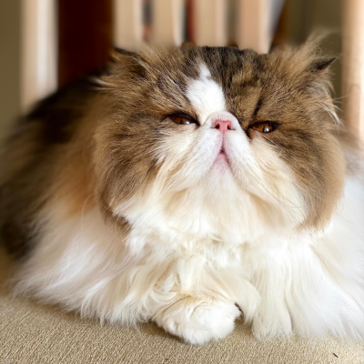 a sitting persian cat