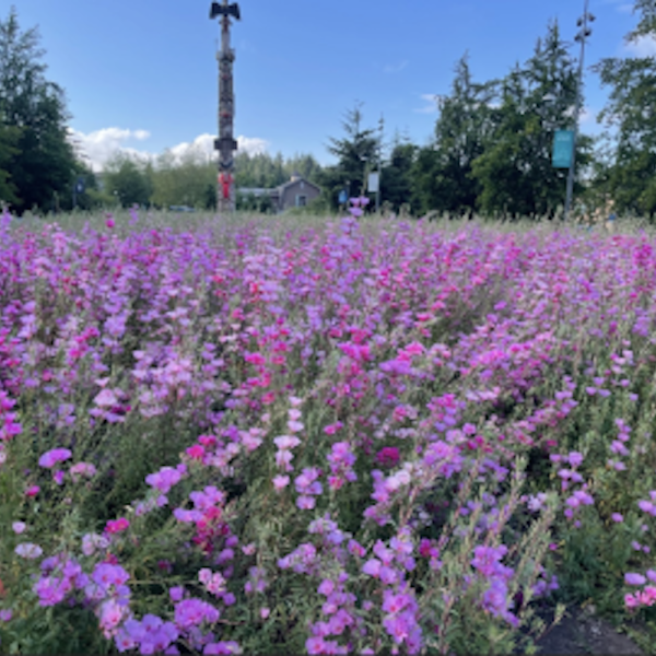 A meadow of purple flowers